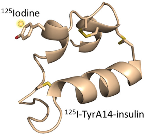 Radiolabeled hormones in insulin research, a minireview
